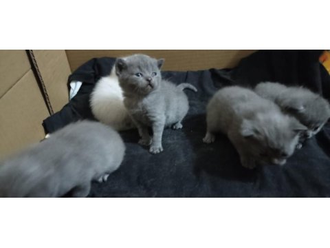 Dişi scottish fold yavru