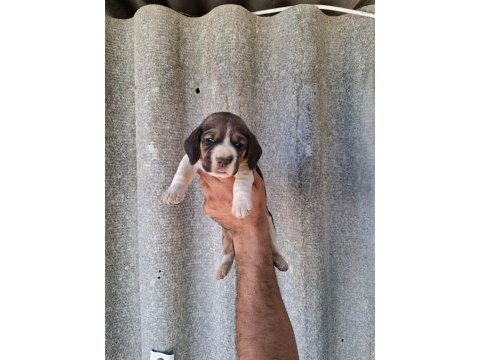 Beagle bebeklerimiz