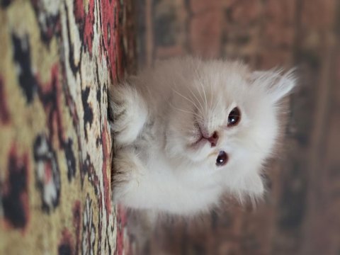 British longhair golden kedim 1,5 aylık