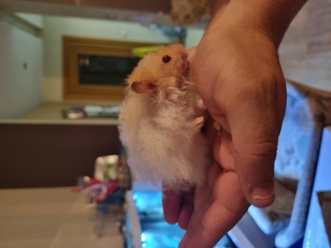 Hamsterlarımı ücretsiz sahiplendirmek istiyorum