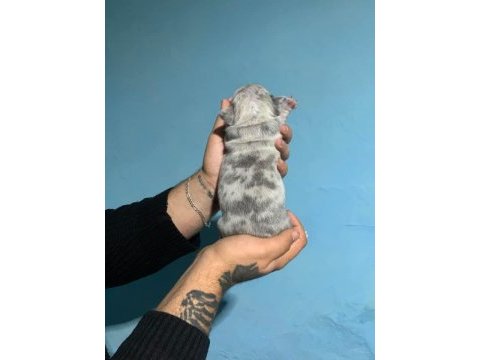 French bulldog yavrularımız ırk garantilidir