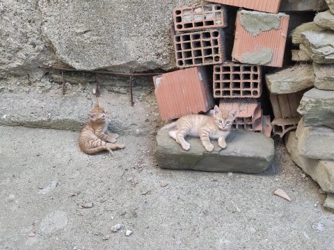 Yavru ve anne kedimiz