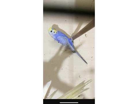 Rainbow orjinali muhabbet kuşu