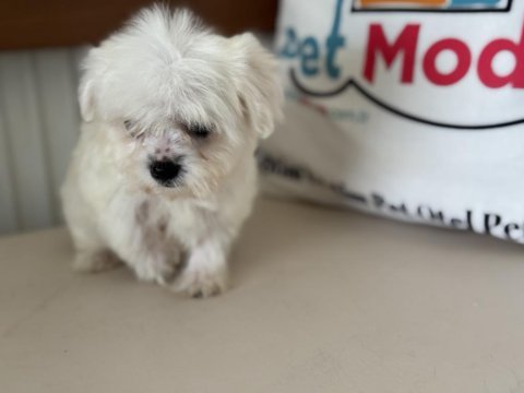 Petmode köpek çiftliğinde ziyarete açık kore maltese