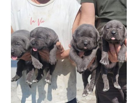 Dev adayı cane corsolar