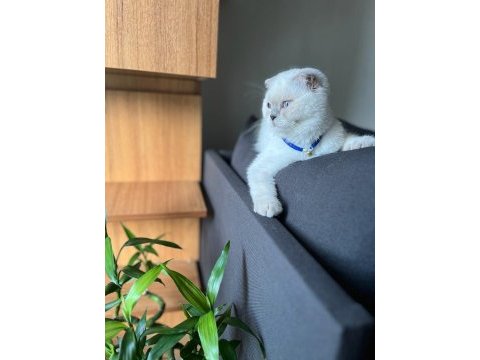 Dişi scottish fold kedimi sahiplendiriyorum