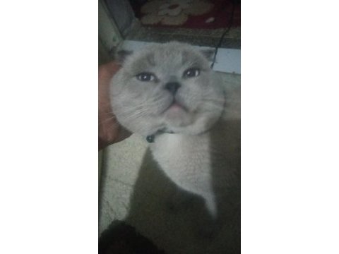 Blue point erkek british shorthair (ayı surat)