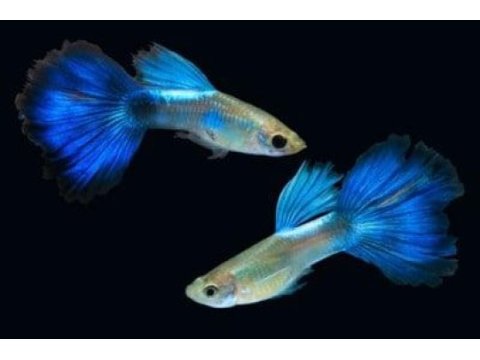 Neon blue lepistes damızlık