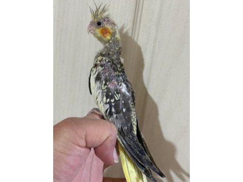 38 günlük el besleme evcil sultan papağanı bebek