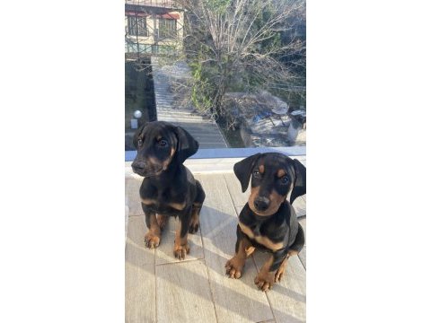 Satılık safkan doberman yavruları