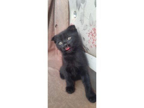 Ankarada orijinal scottish fold yavruları 45 günlük