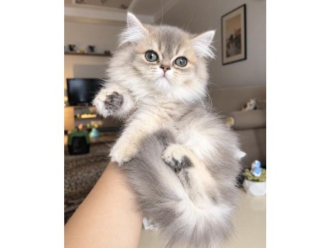 British longhair ay12 erkek bebek