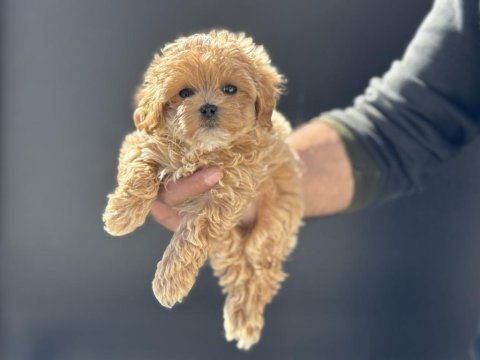 Petmode köpek çiftliğinde ziyarete açık maltipoo
