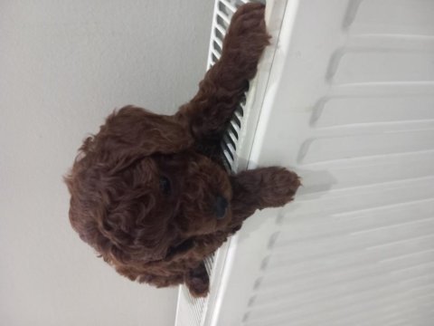 Yeni yuvasına gitmeye hazır poodle