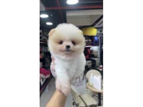 Tedy bear pomeranian bebekler