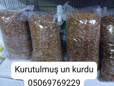 Un kurdu canlı kurutulmuş morio kurdu