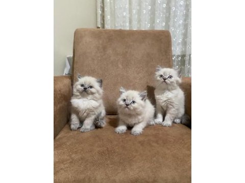 Dişi ve erkek british longhair bebeklerimiz