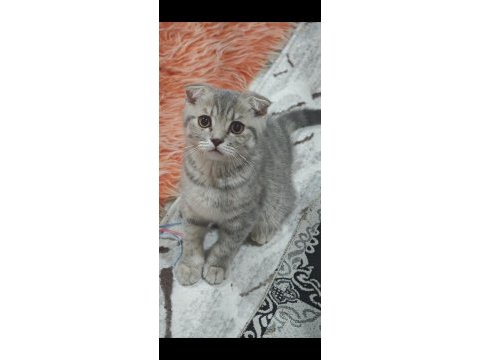 Kırık kulak scottish fold 6 aylık