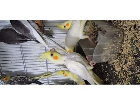 Bebek sultan papağanlarımız antalya