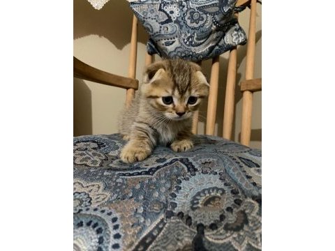 Scottish fold yavrularımız yeni yuvalarını arıyor.