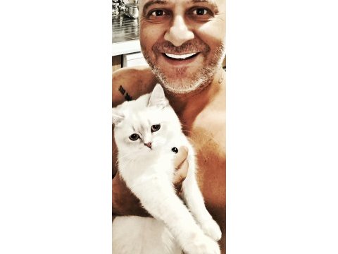 9 aylık british shorthair blue point