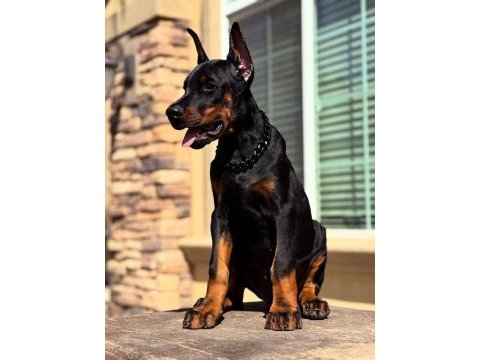 Dobermanlar bazı şeylerin açıklamaya ihtiyacı yoktur