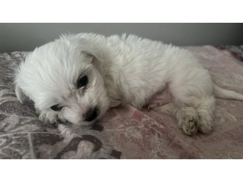 Bembeyaz kar tanesi yavru köpeğimiz