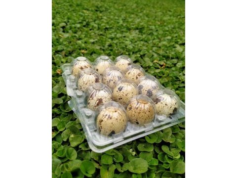 Amerikan ukrayna jumbo bıldırcın yumurtası