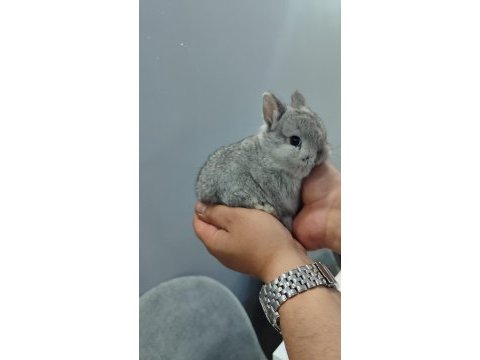 Cüce tavşan (netharlend dwarf)