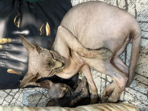 Lizbon hamile ve şahane bir anne sfenks