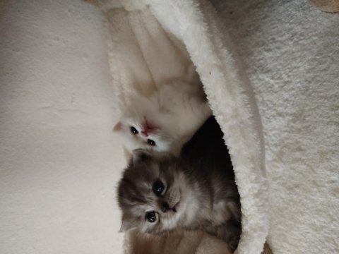 British shorthair bebeklerime yuva arıyorum