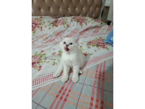 Bal suratlı british shorthair yavrumuz