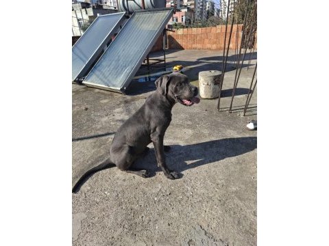 Cane corso blue 4.5 aylık renkli göz erkek
