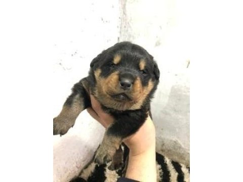 A kalite rottweiler