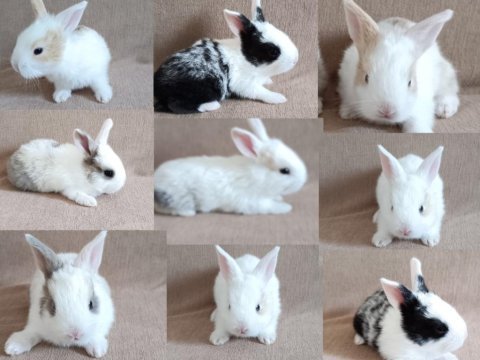25 günlük sevimli tavşan yavruları (tamamen insancıl)