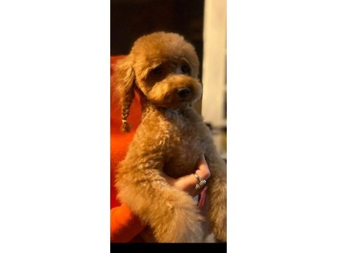 Birbirinden tatlı kore poodlemiz sizleri bekliyor