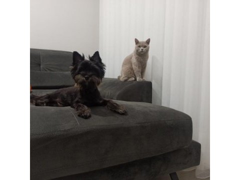 Samimi ve içten akıllı yorkshire terrier
