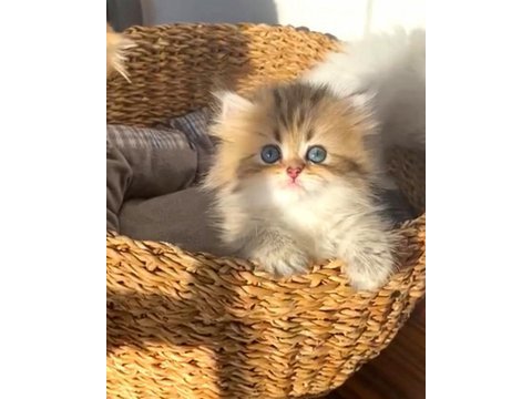 British longhair black golden minicik sevimli bebek