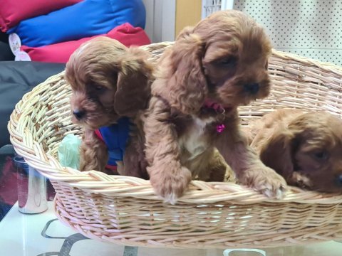 Anne baba orjinal cavapoo yavrular
