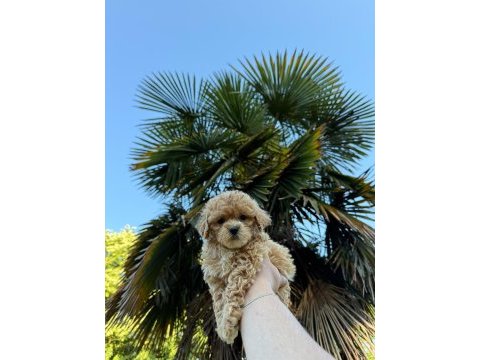 Maltipoo ve diğer ırklar için iletişime geçin