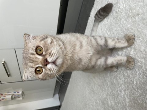 Scottish fold whiskey yuva arıyor