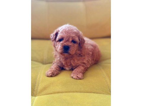 Toy poodle köpeği