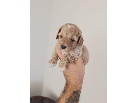 Poodle yavru köpeğimiz