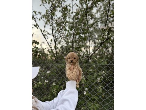 Poodle yavrumuz yeni yuvasını arıyor