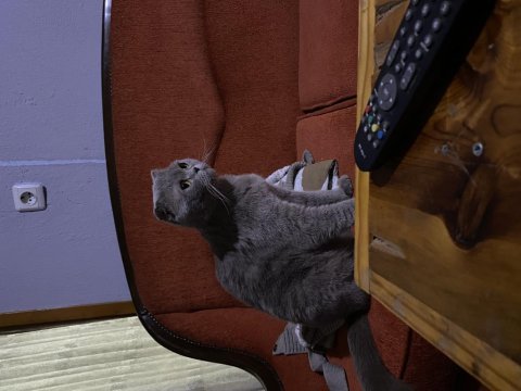 Kehribar gözlü scottish fold