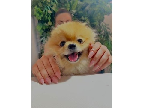 Yakışıklı pomeranian oğlum yeni ailesini arıyor