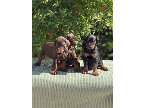 European doberman yavrular