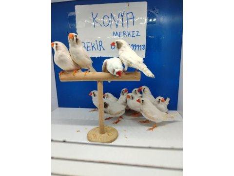 Beyaz karayanak hint bülbülü