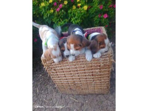 Elizabeth beagle yavrular