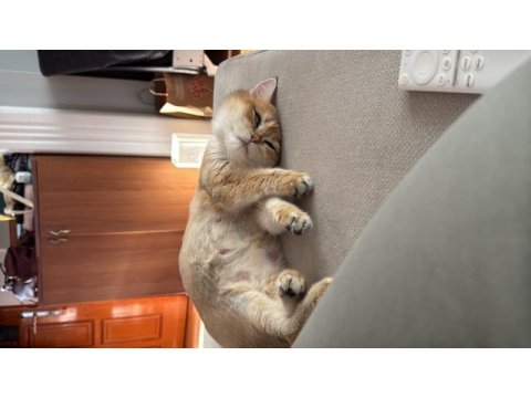 Golden sarı yeşil gözlü british shorthair